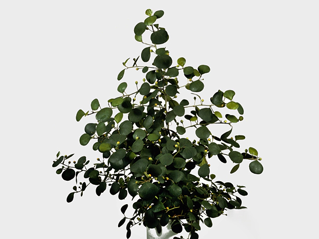 Ficus deltoidea
