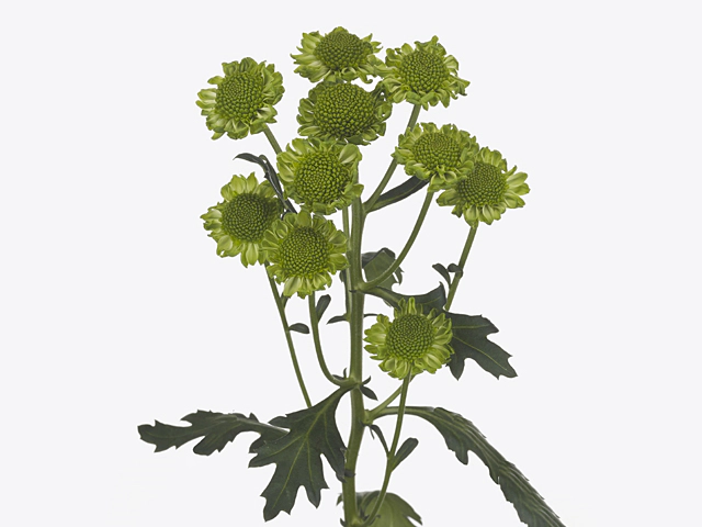 Chrysanthemum (Indicum Grp) spray santini AAA Yacu