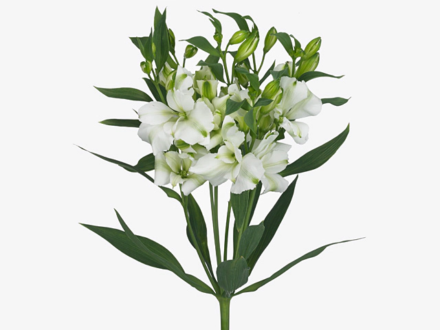 Alstroemeria florinca Charmelia White
