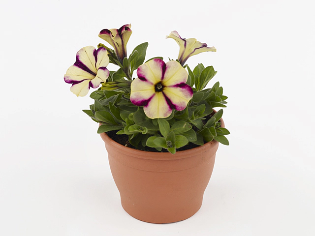 Petunia Swirl Cherry Banana