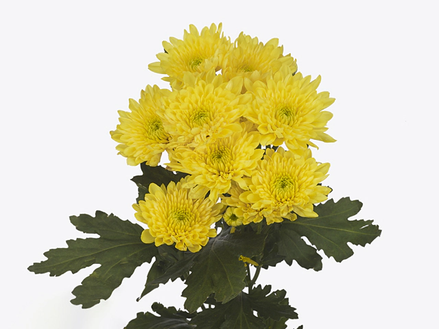 Chrysanthemum (Indicum Grp) spray Pasion Georgia