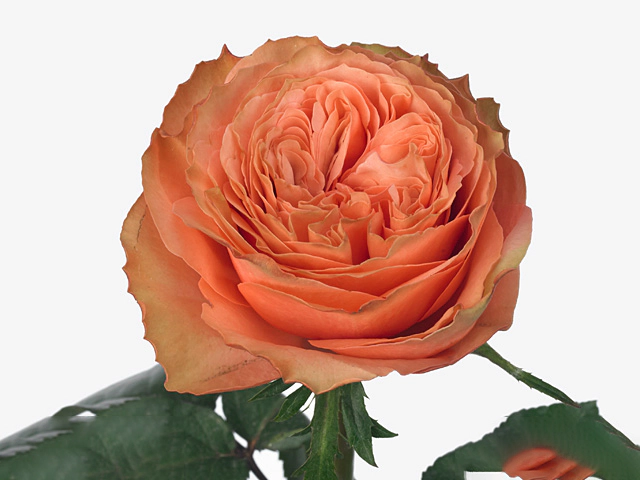 Rosa large flowered Kahala-BB