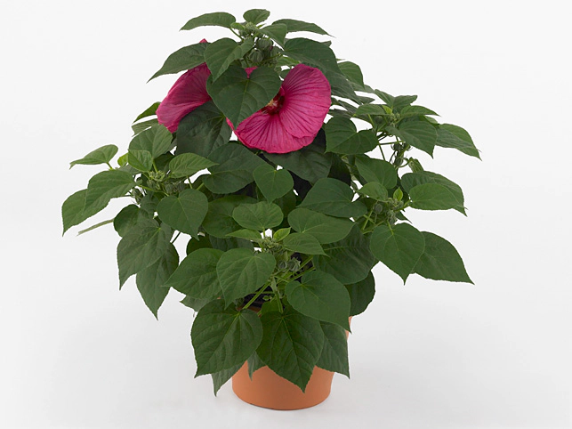 Hibiscus moscheutos Luna Rose