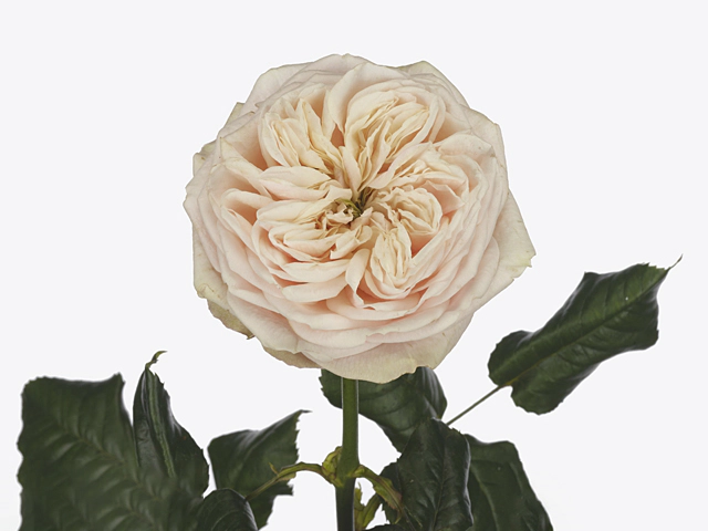 Роза крупноцветковая "Shiver!"