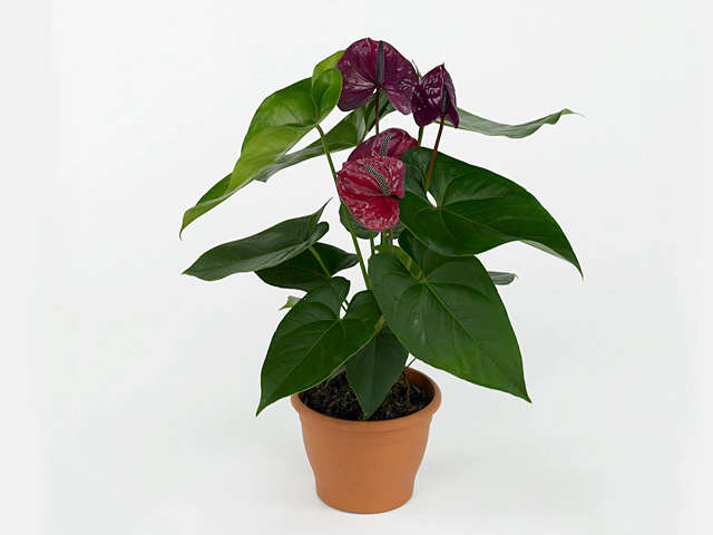 Anthurium (Andreanum Grp) Utah