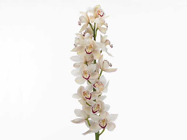 Цимбидиум крупноцветковый "Liberation"