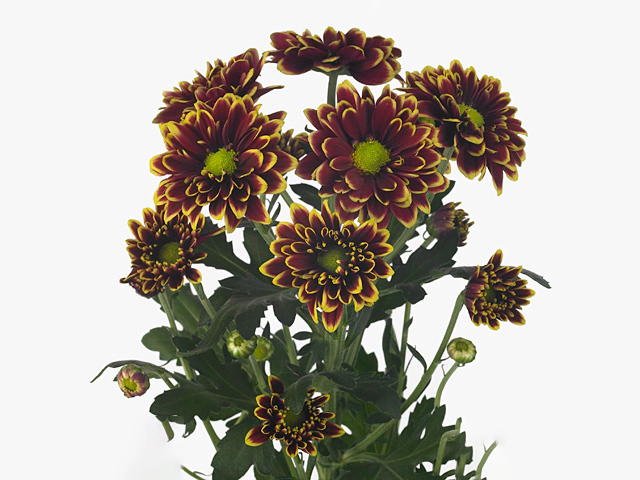 Chrysanthemum (Indicum Grp) spray Amethyst Amber