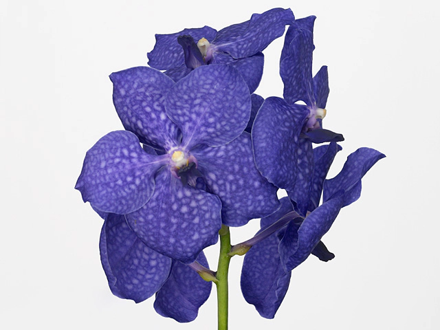 Vanda Pachara Delight 'Blue Beauty'