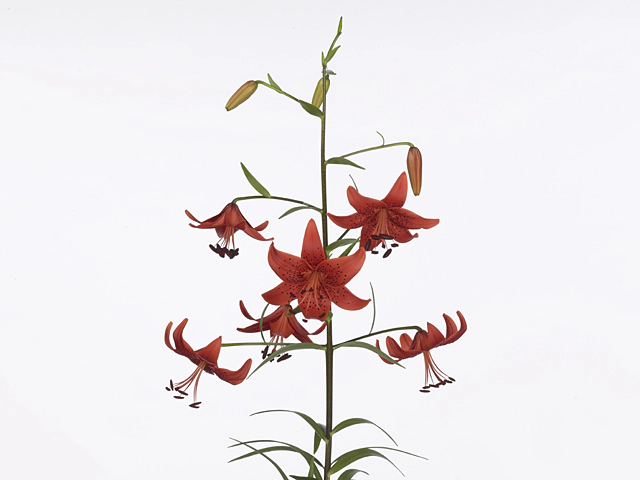 Lilium (Asiatic Grp) 'Red Life'