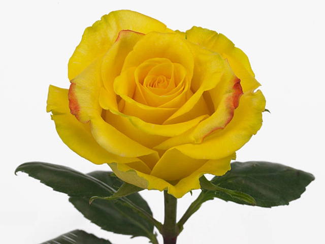 Роза крупноцветковая "High & Magic Yellow"