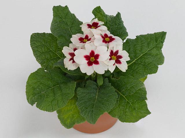 Primula (Acaulis Grp) Jupiter White with Red Eye