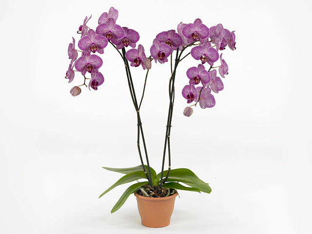 Фаленопсис "Floriclone Paso Robles"