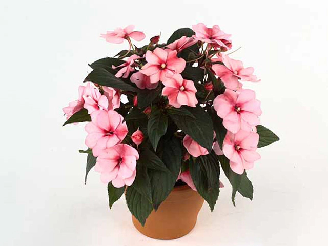Impatiens (New Guinea Grp) Magnifico Rose Flame