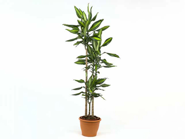 Dracaena fragrans Cintho