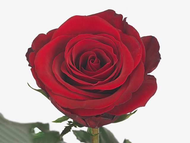 Роза крупноцветковая "Toro Rosso"