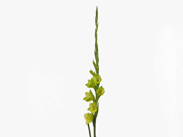 Гладиолус крупноцветковый "Prima Verde"