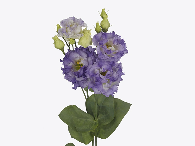Eustoma russellianum double flowered 'Alissa Blue Flash'
