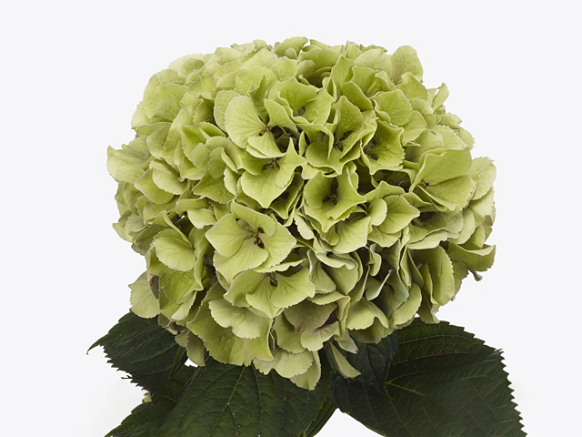 Hydrangea macrophylla Royal Benefit (classic)