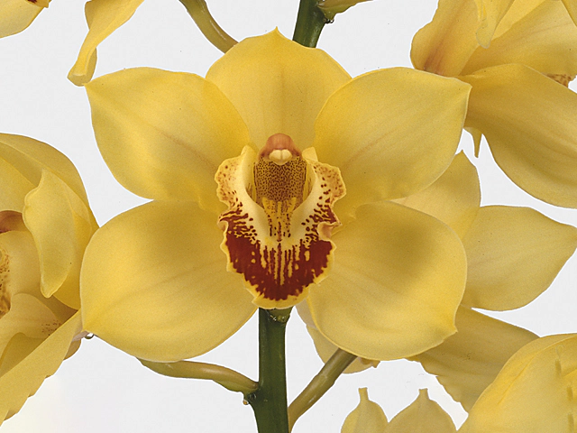 Cymbidium per flower A Su 'Golden Fleece'