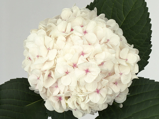 Hydrangea macrophylla 'Madame Emile Mouillère'