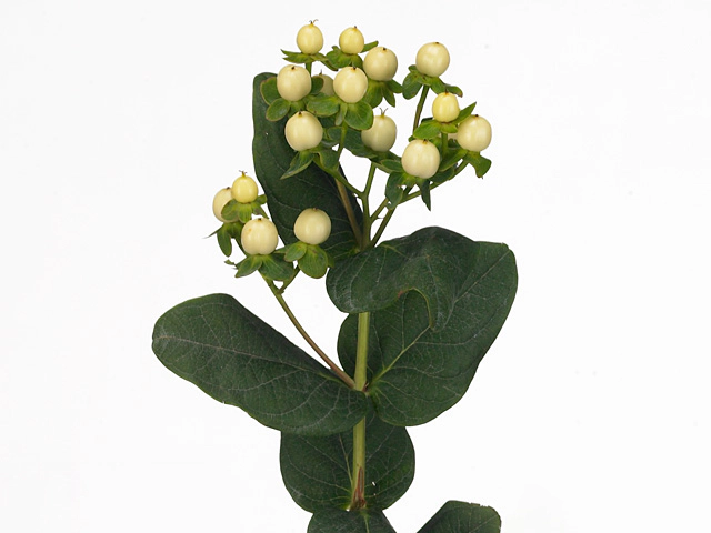 Hypericum androsaemum Cool Romance