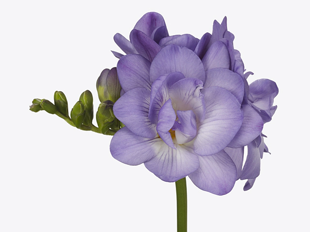 Freesia double flowered 'Blue Sensation'