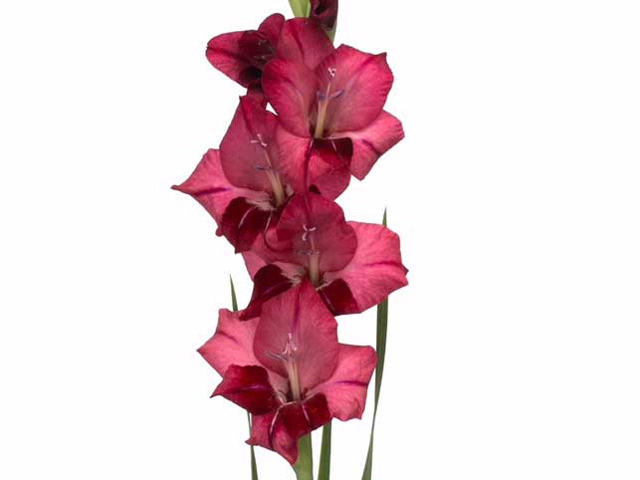 Gladiolus (Small-flowered Grp) Glamini Romy