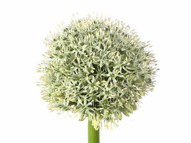 Allium stipitatum 'White Giant'