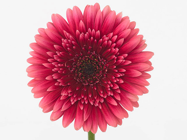 Гербера крупноцветковая "Semmy"