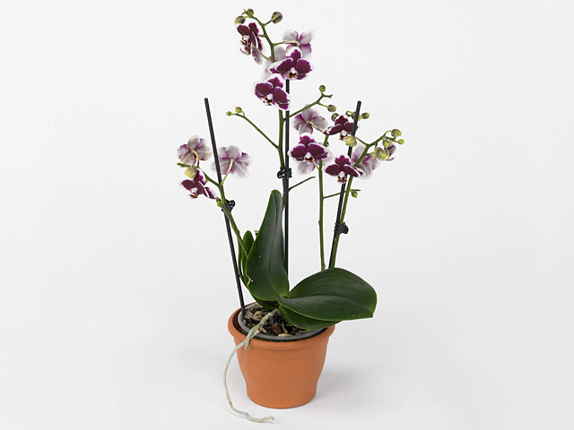 Phalaenopsis Multifloratypes Floriclone Airborne