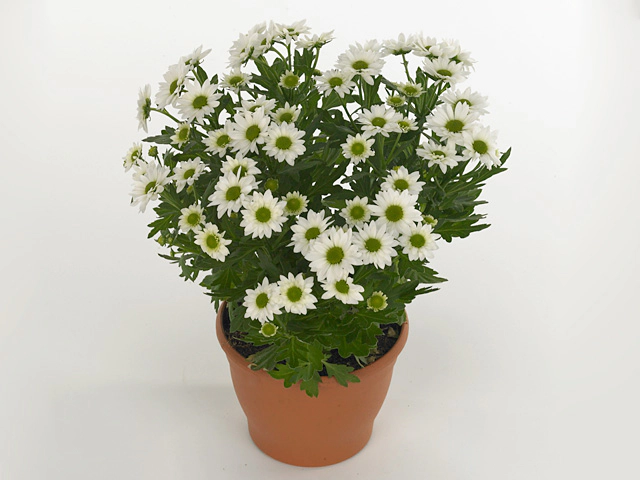 Chrysanthemum (Indicum Grp) Pico Helado