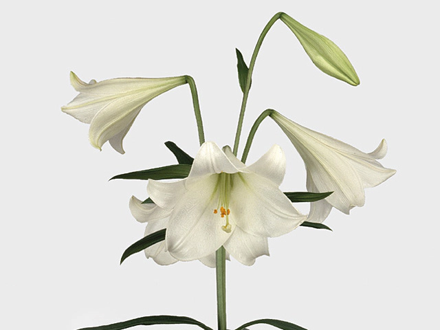 Lilium (Longiflorum Grp) 'White Magic'