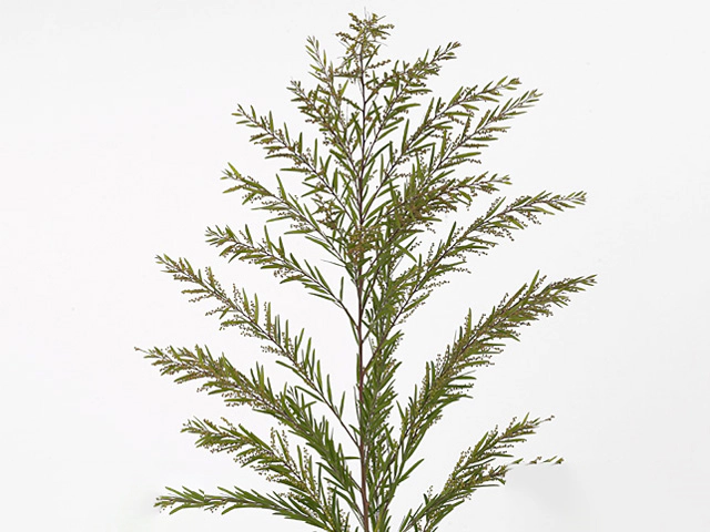 Acacia howittii 'Clair de Lune'