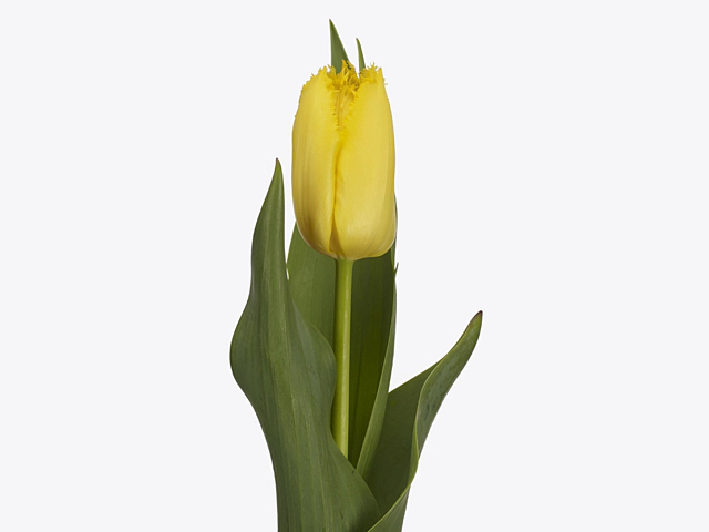 Тюльпан бахромчатый "Yellow Fabio"