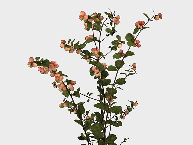 Symphoricarpos x doorenbosii (Pink Berry Grp) 'Mother of Pearl'