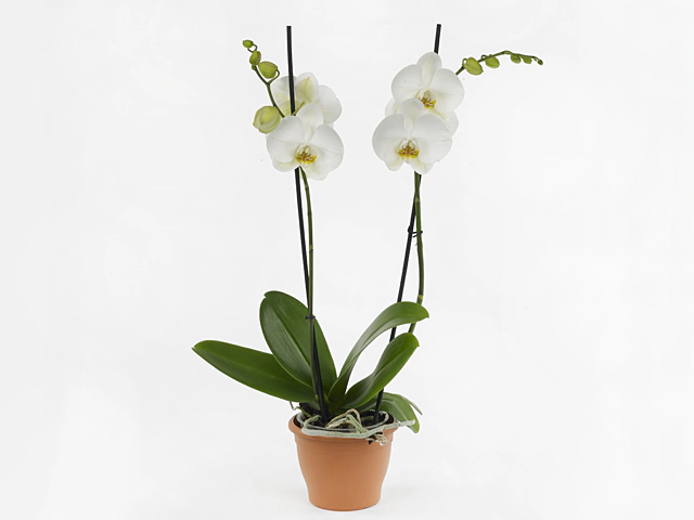 Phalaenopsis 'Kreta'