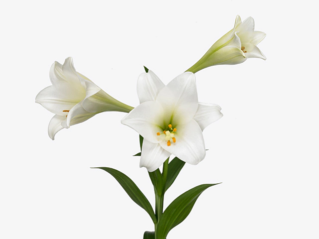 Lilium (Longiflorum Grp) 'Prime Ice'