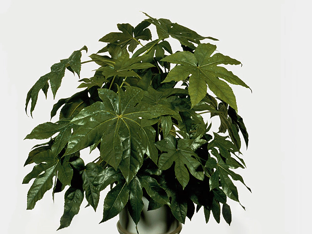 Fatsia japonica other