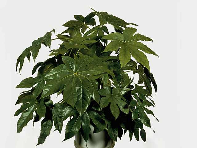 Fatsia japonica