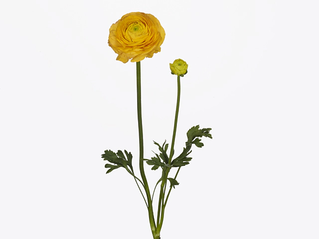 Ranunculus asiaticus Success 122GIA