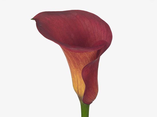 Zantedeschia 'Captain Altura'