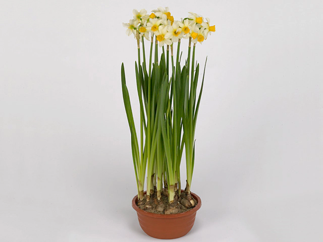 Narcissus (Cyclamineus Grp) 'Spring Sunshine'