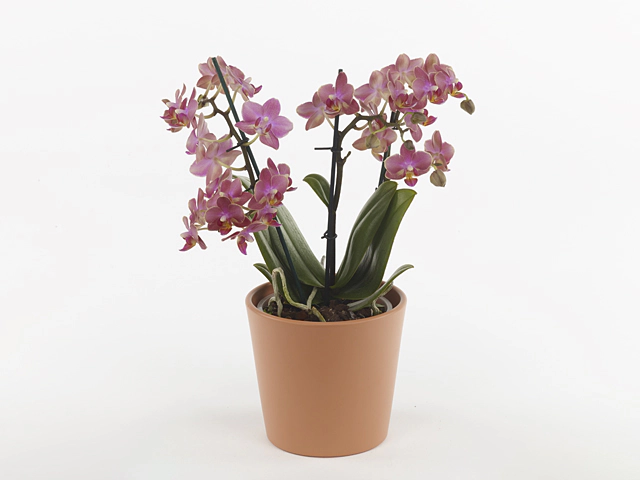 Phalaenopsis Multifloratypes Floriclone Secret Fragrance