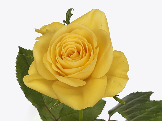 Rosa large flowered Kreative Yellow 001