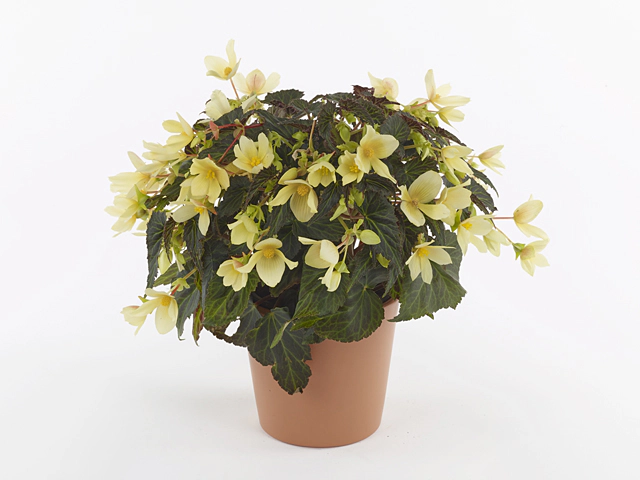 Begonia boliviensis 'Wendy Yellow'