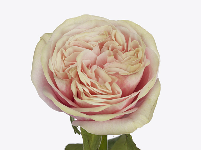Роза крупноцветковая "Swan Grace"
