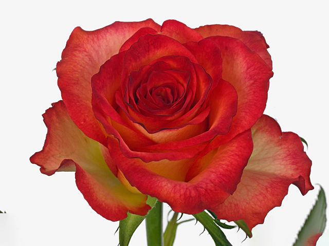 Роза крупноцветковая "Pop Rock"