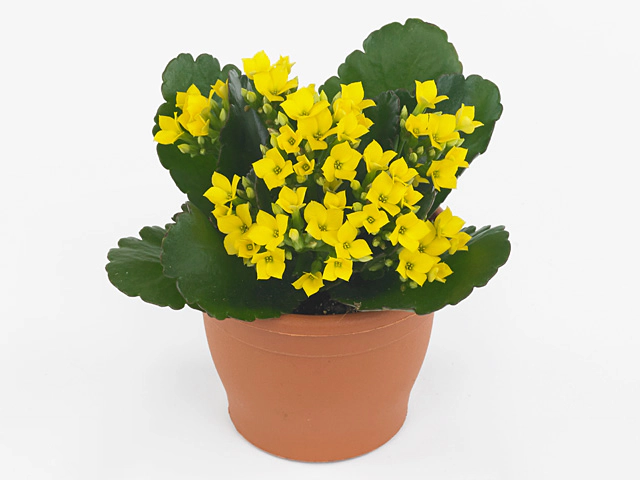 Kalanchoe blossfeldiana single Coto Yellow