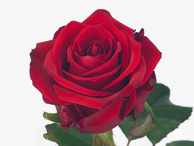 Роза крупноцветковая "Red Eagle"