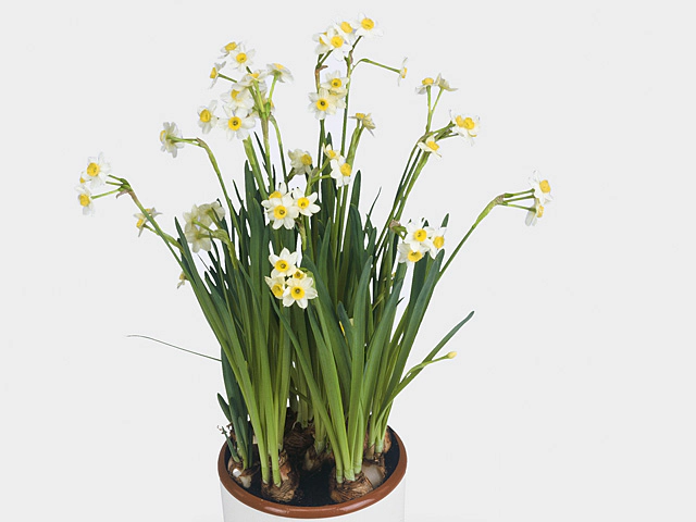 Narcissus (Tazetta Grp) 'Minnow'
